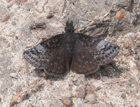 Plancia ëd Erynnis icelus Scudder & Burgess 1870