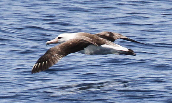 Image of North Pacific albatross