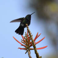 Plancia ëd Anthracothorax aurulentus (Audebert & Vieillot 1801)