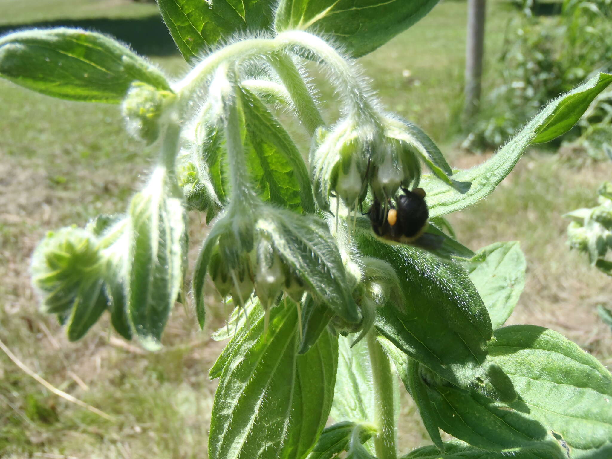 Image of western marbleseed