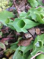 Image of Sarracenia purpurea var. montana D. E. Schnell & R. O. Determann