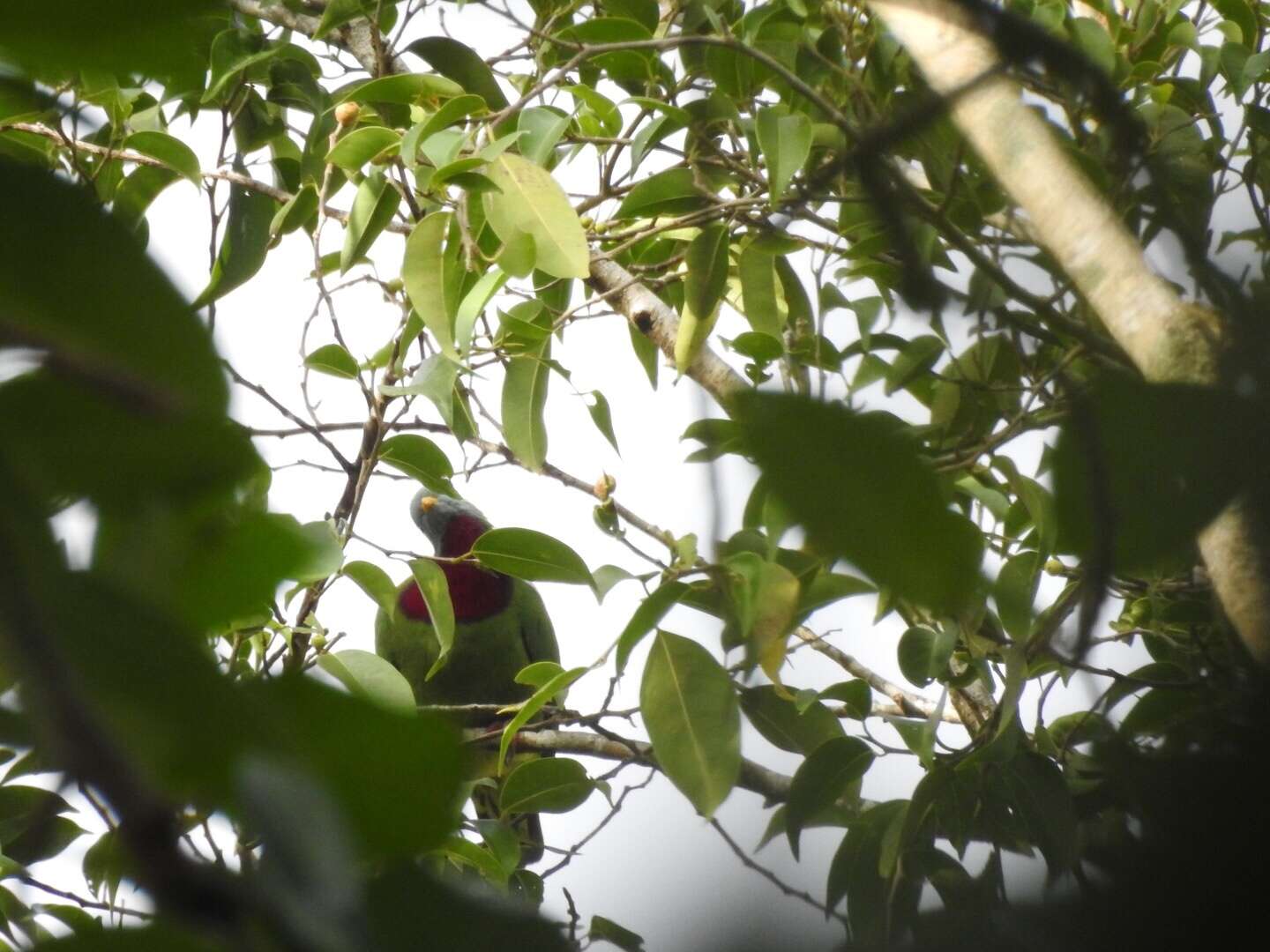 Image of Claret-breasted Fruit Dove