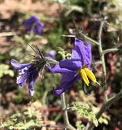 Image de Solanum heterodoxum Dun.