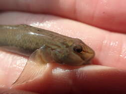 Слика од Rhinogobius candidianus (Regan 1908)