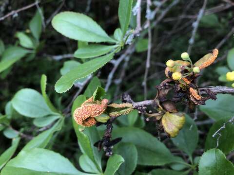 Слика од Puccinia graminis Pers. 1794