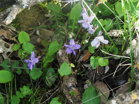 Image of Viola alba subsp. cretica (Boiss. & Heldr.) Marcussen