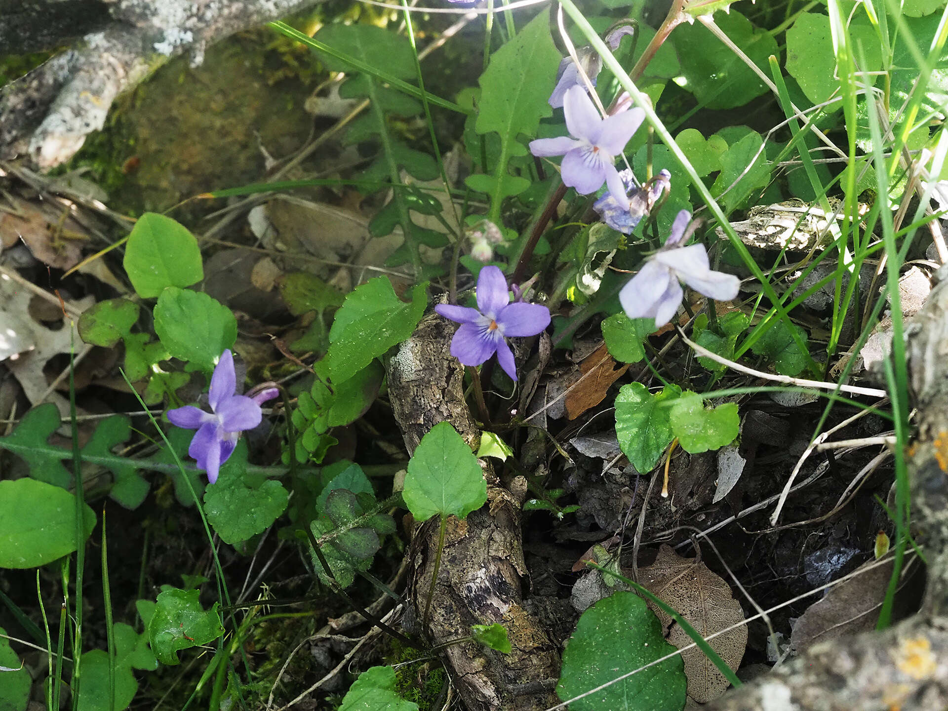 Imagem de Viola alba subsp. cretica (Boiss. & Heldr.) Marcussen