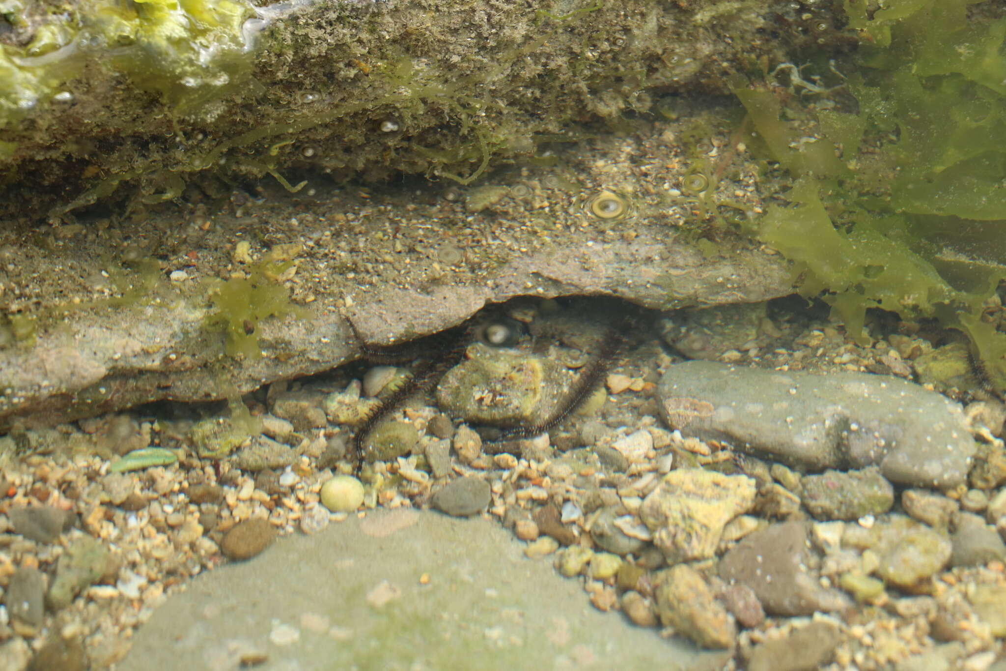 Image of Ophiocoma scolopendrina (Lamarck 1816)