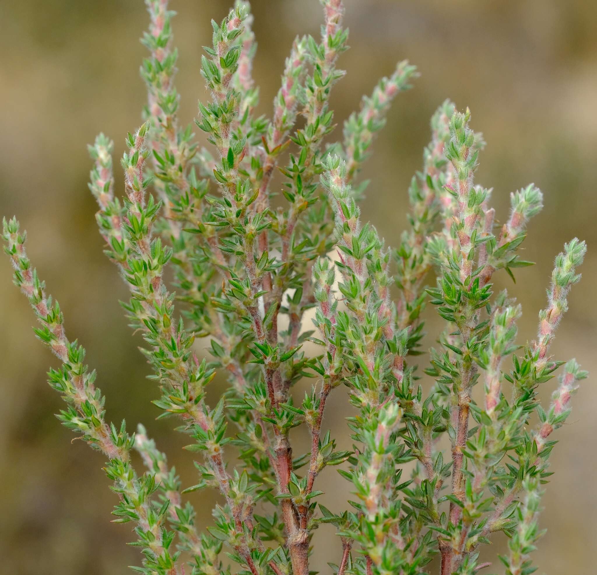 Image of Cliffortia dispar Weim.