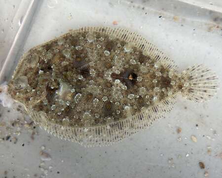 Image of Eyed Flounder