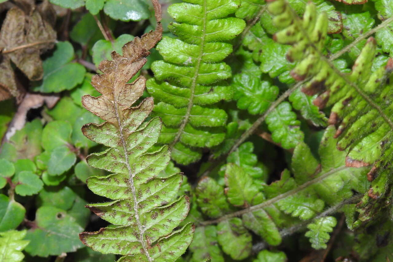 Image of Stegnogramma tottoides (H. Itô) Iwatsuki