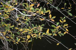 Image of Common Chiffchaff