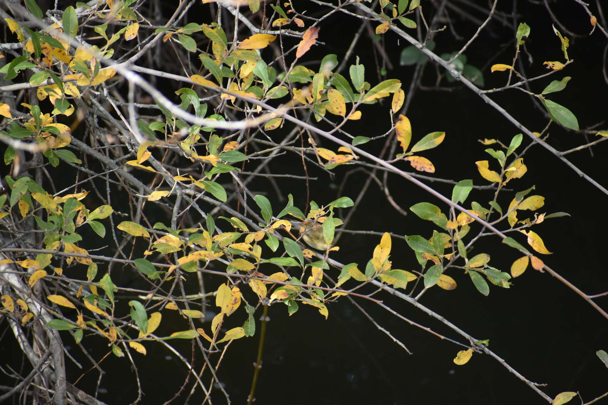 Image of Common Chiffchaff