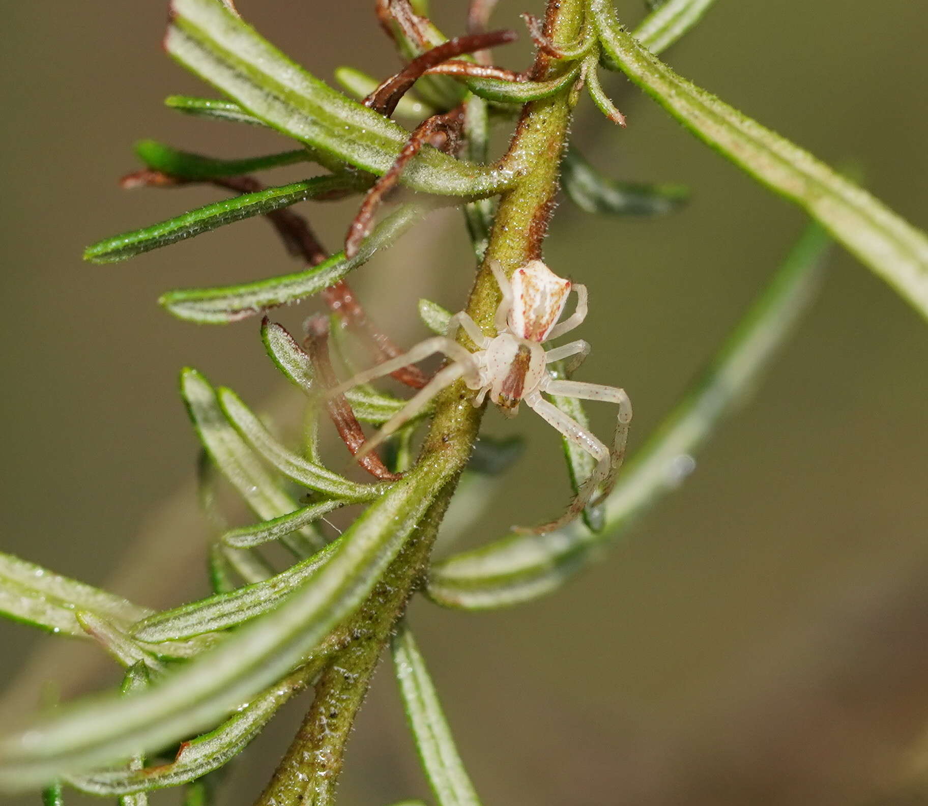 Sivun Sidymella rubrosignata (L. Koch 1874) kuva