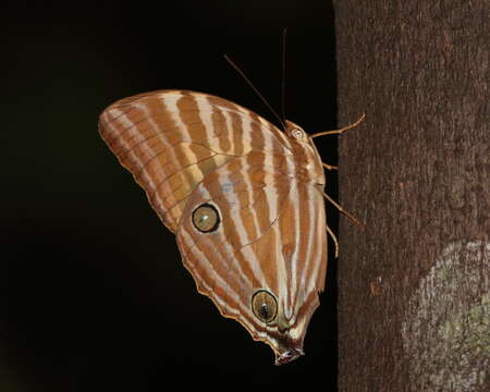 Image of Amathusia virgata Butler 1870