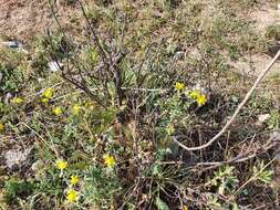 Image of Hypericum pubescens Boiss.