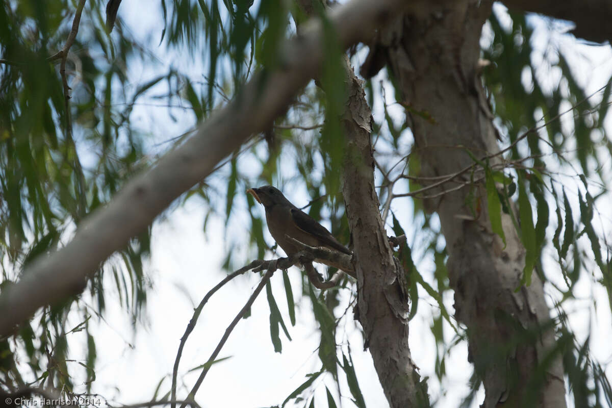 Image of Brush Cuckoo