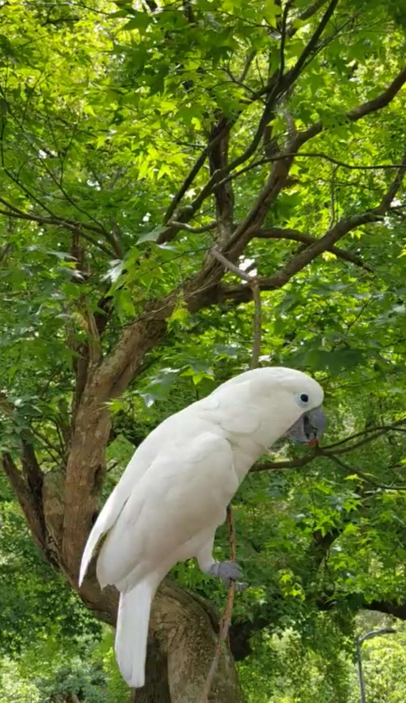 Cacatua alba (Müller & Pls 1776) resmi