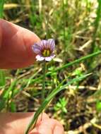 Sisyrinchium minus Engelm. & A. Gray的圖片