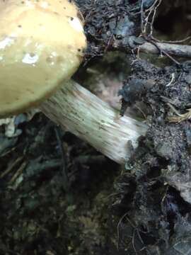 Image of Pulveroboletus atkinsonianus (Murrill) L. D. Gómez 1997