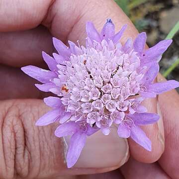 Image of Sixalix atropurpurea subsp. maritima (L.) Greuter & Burdet