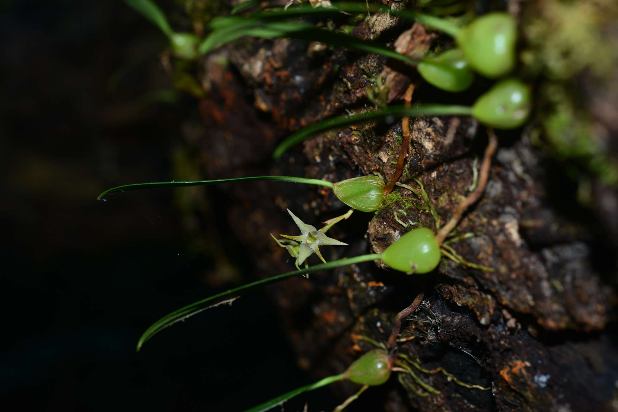 Image of Bulbophyllum bifurcatoflorens (Fukuy.) J. J. Verm., Schuit. & de Vogel