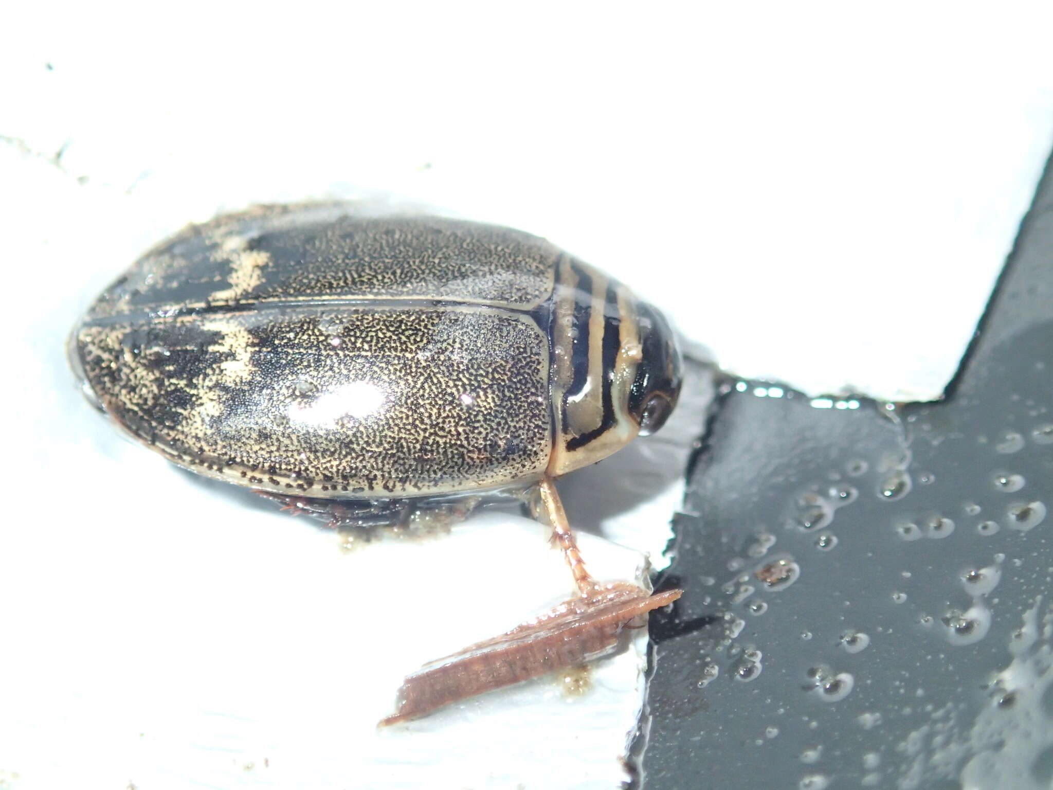 Слика од Acilius (Acilius) abbreviatus Aubé 1838