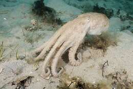 Слика од Octopus pallidus Hoyle 1885