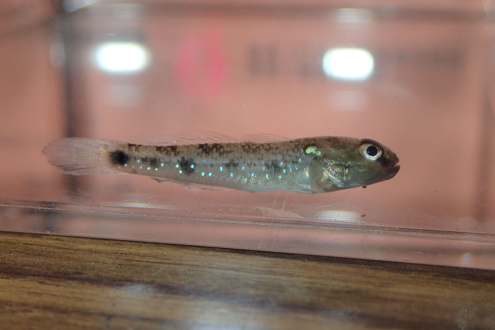 Image of Dog-toothed goby