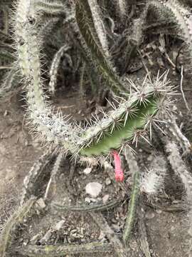 Stenocereus kerberi (K. Schum.) A. C. Gibson & K. E. Horak的圖片