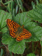 Image of cranberry fritillary