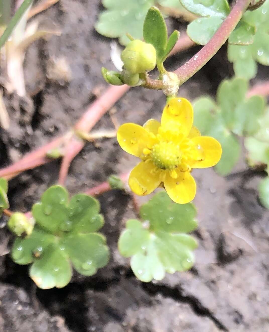 Слика од Ranunculus natans C. A. Meyer