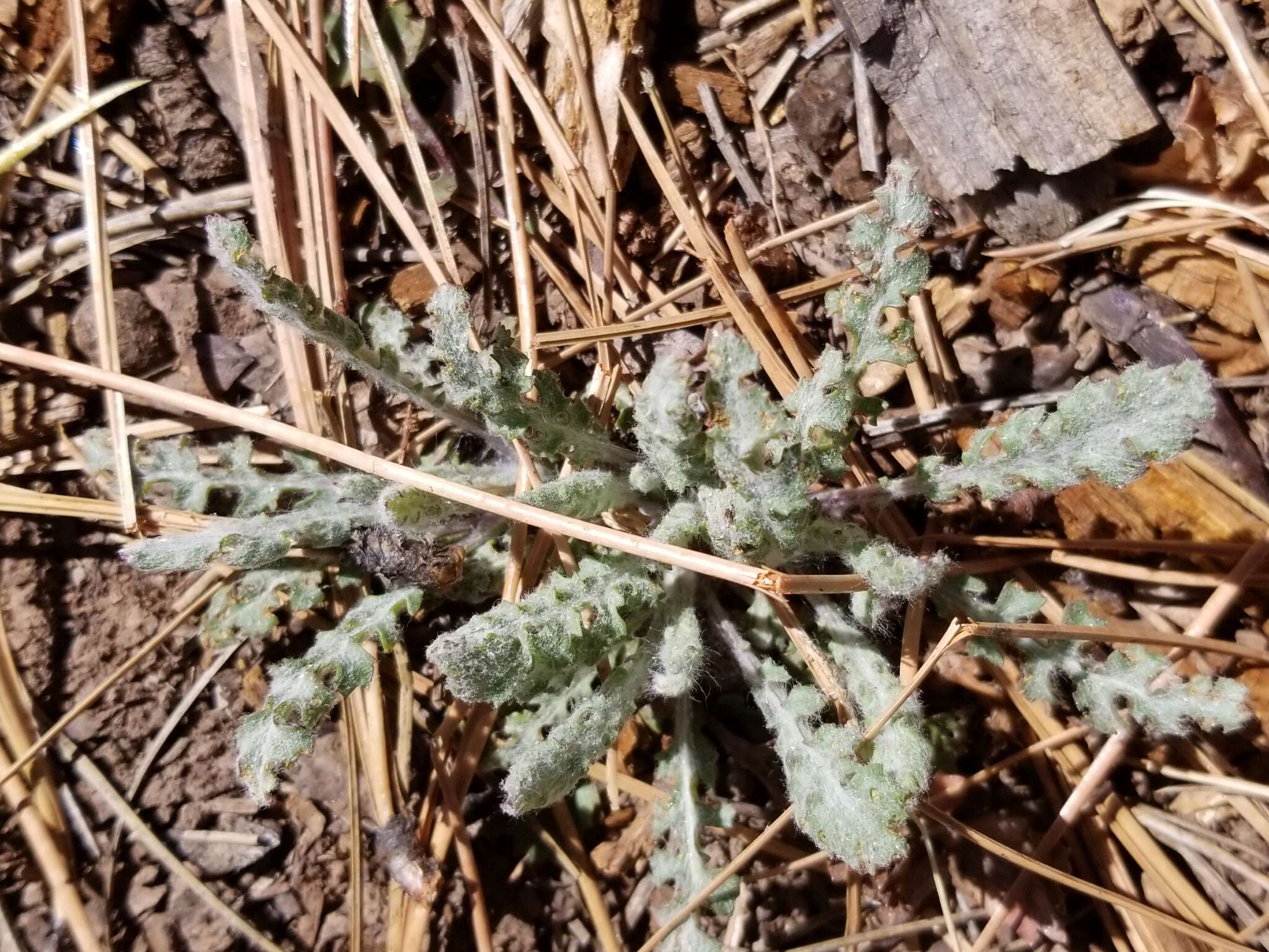 Image of lobeleaf groundsel