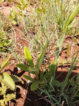 Image of Searsia discolor (E. Mey. ex Sond.) Moffett