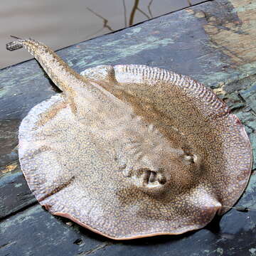 Imagem de Potamotrygon falkneri Castex & Maciel 1963