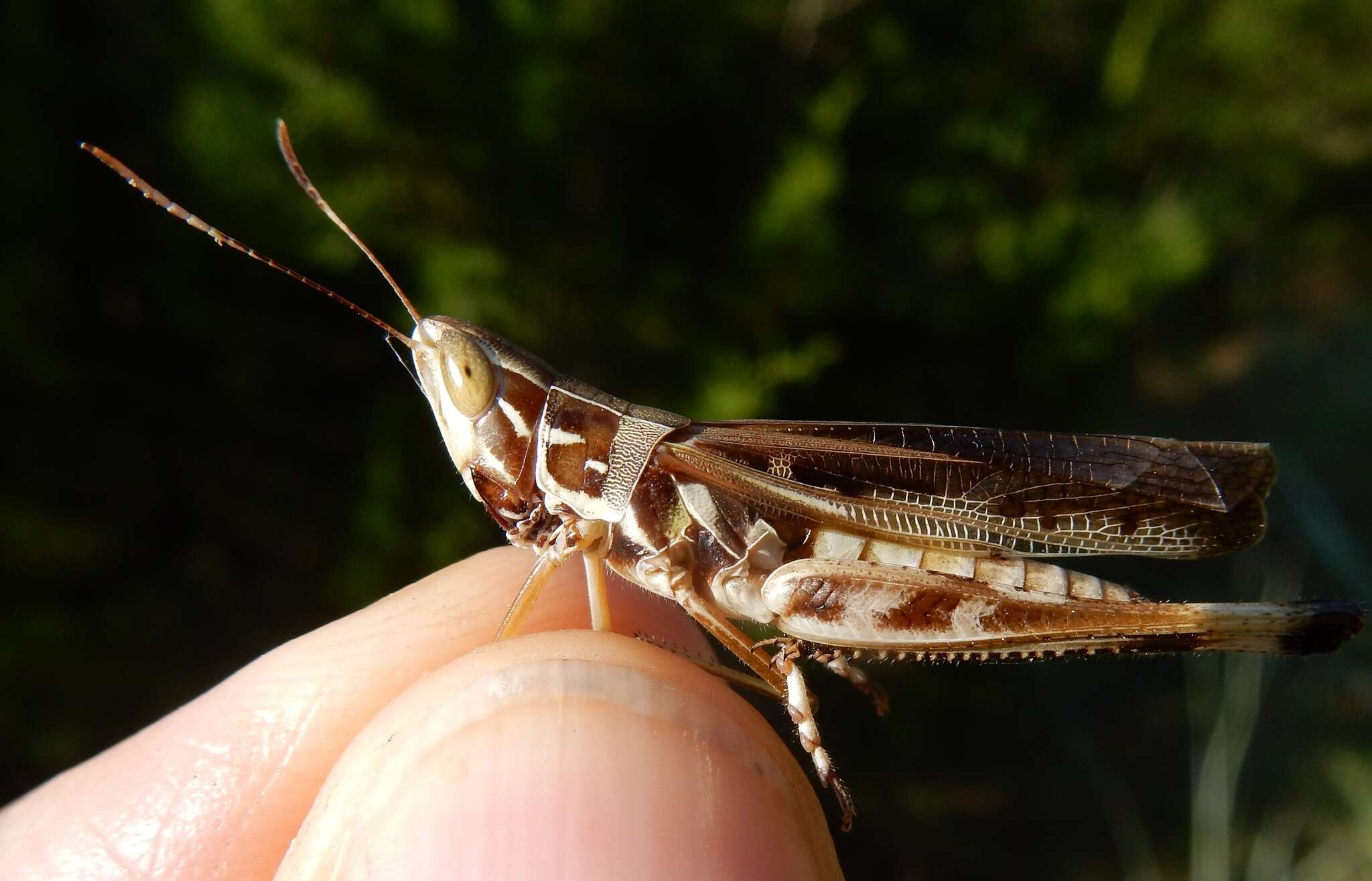 Image of Admirable Grasshopper