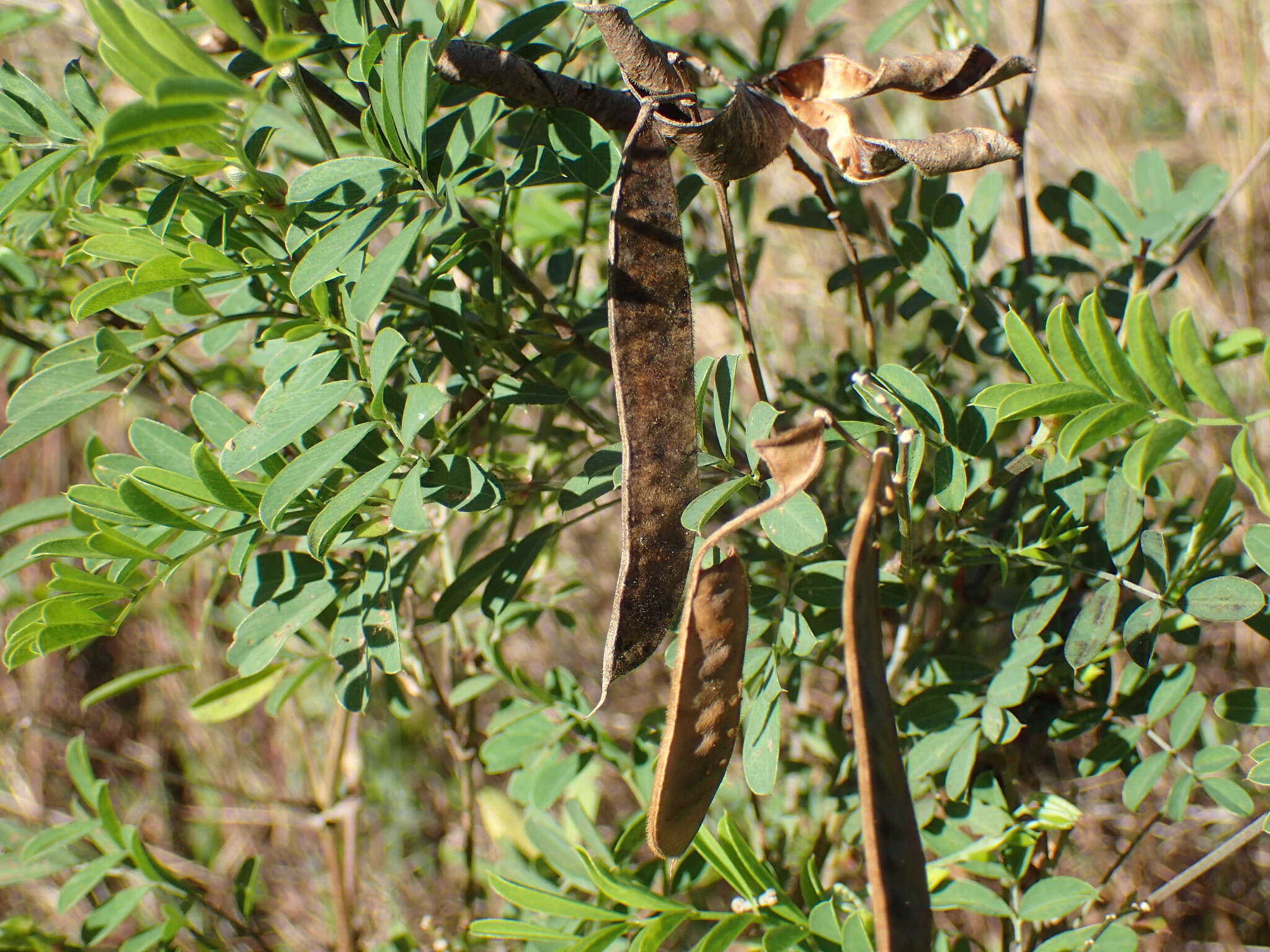 Tephrosia shiluwanensis Schinz的圖片