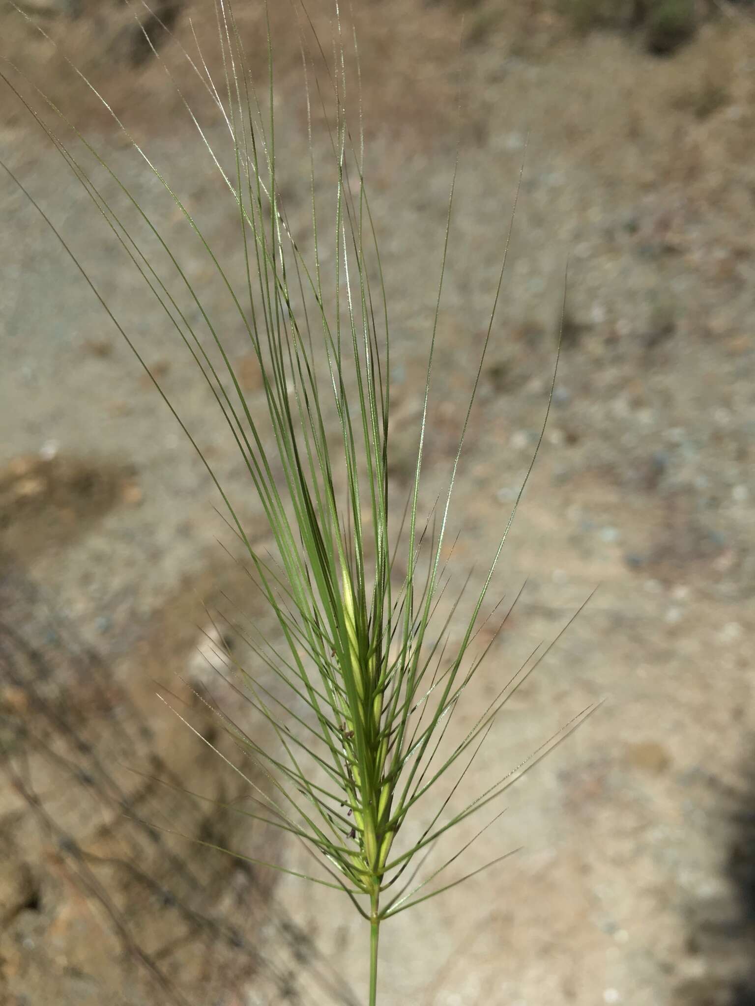 Taeniatherum caput-medusae (L.) Nevski resmi