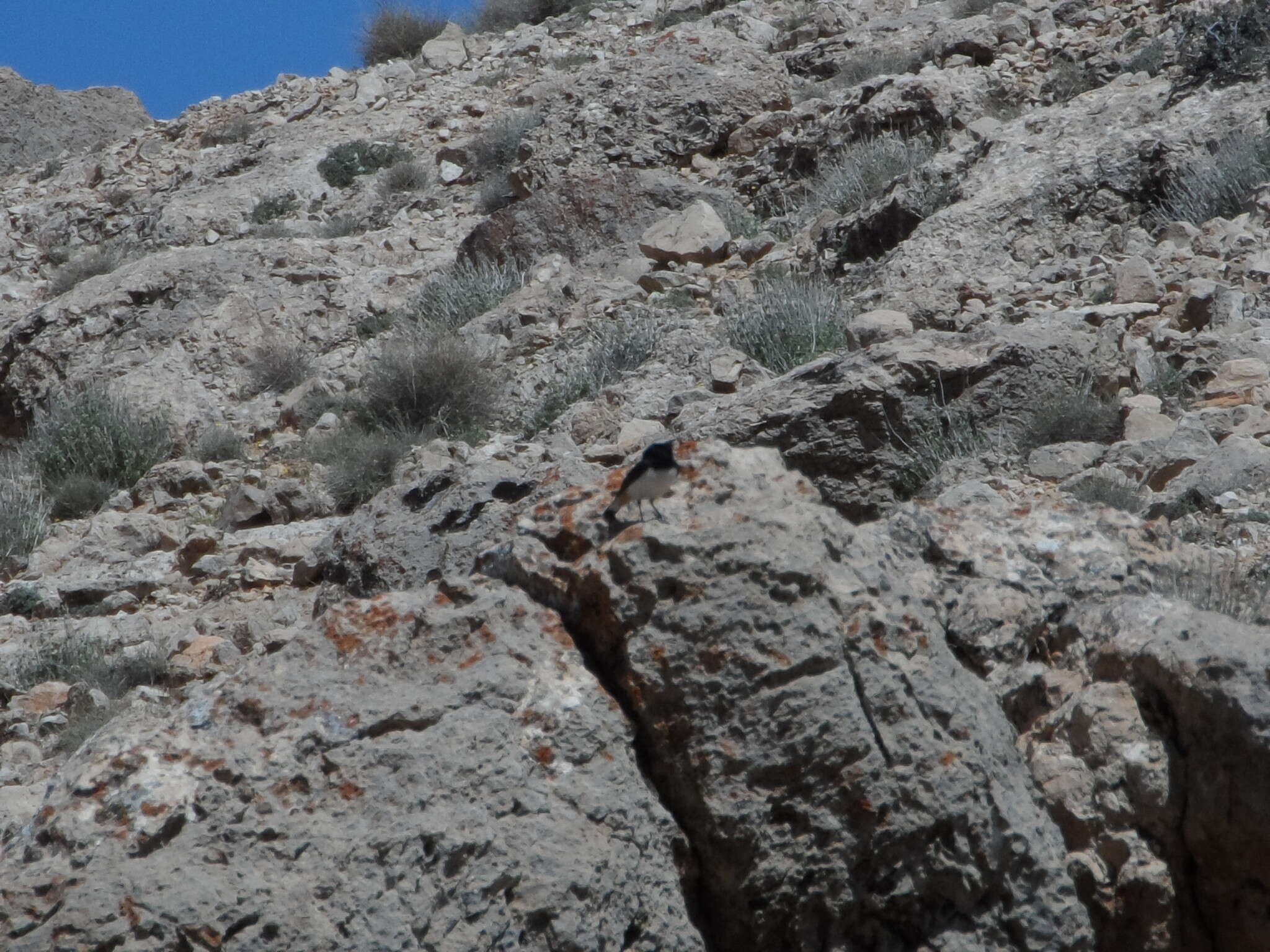 Image of Mourning Wheatear