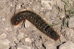 Image of oak eggar