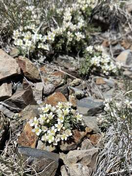 Sivun Cusickiella douglasii (A. Gray) Rollins kuva