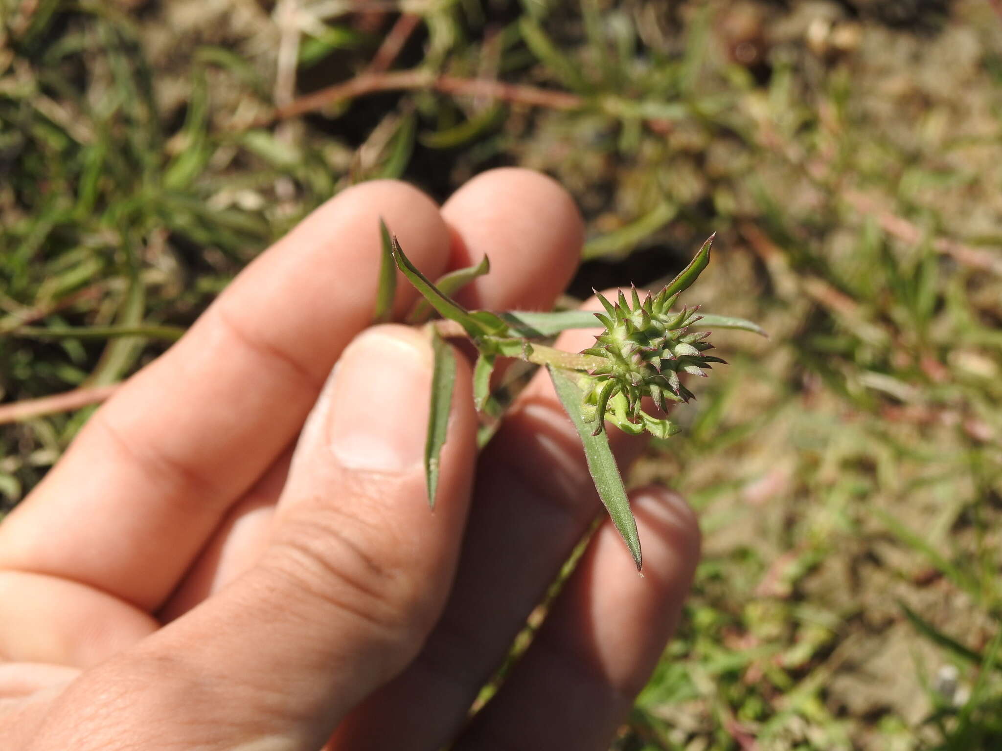 Image of Grindelia scorzonerifolia Hook. & Arn.