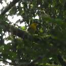 Image of Uluguru Bushshrike