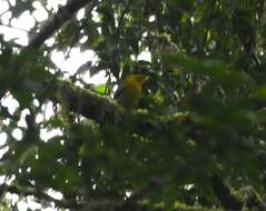 Image of Uluguru Bushshrike