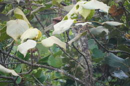 Zosterops olivaceus (Linnaeus 1766) resmi