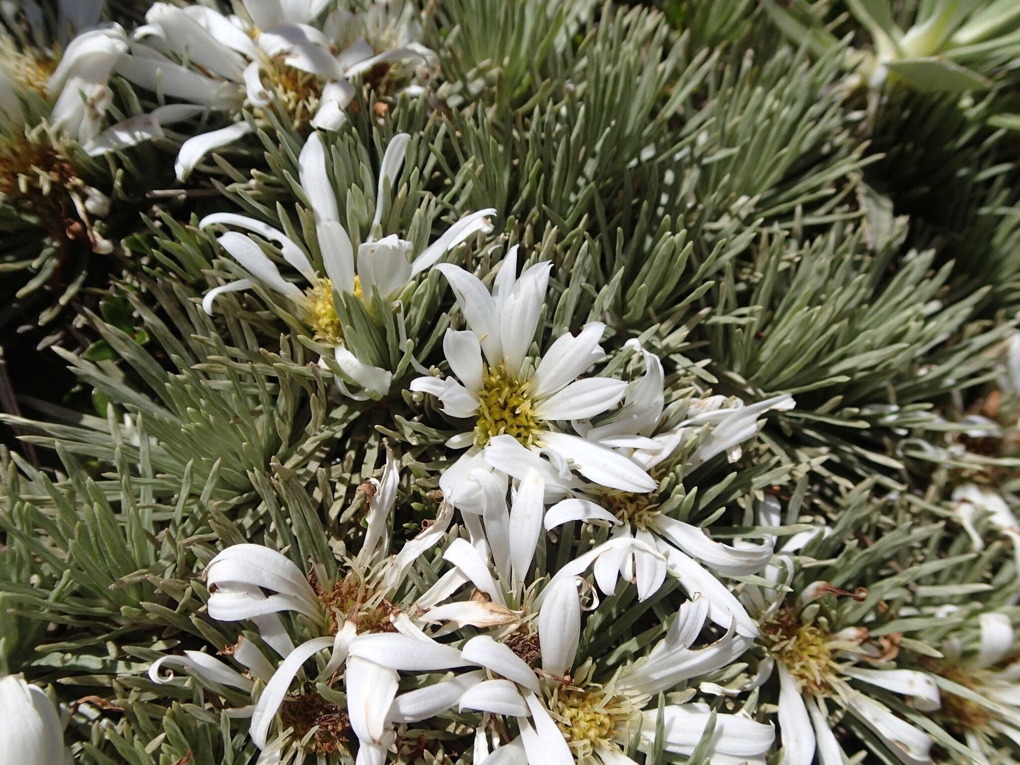 Image of Celmisia sessiliflora Hook. fil.