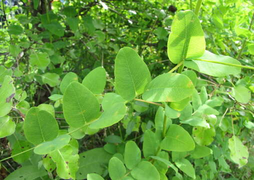 Imagem de Vicia pisiformis L.