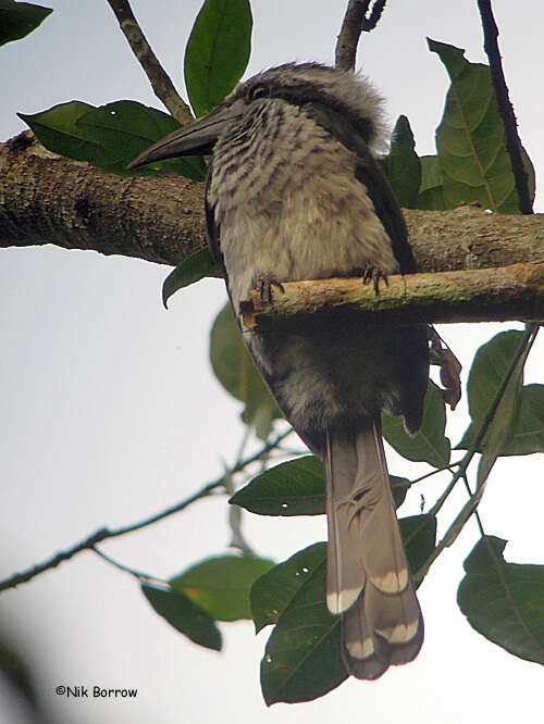 Image of Black Dwarf Hornbill