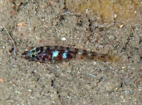 Gammogobius resmi