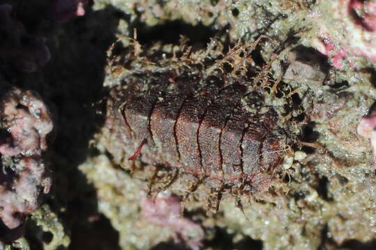 Image of Mopalia sinuata Carpenter 1864